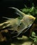 Diamond Angelfish, pterophyllum scalare