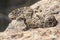 Diamond-backed rattlesnake warming on a rock