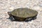 Diamond Backed Terrapin