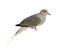 Diamond Dove - Geopelia cuneata