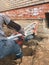 Diamond drilling machine hole in the concrete. a driller drills a hole in the concrete Foundation of a building