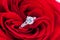 Diamond engagement ring in the heart of a red rose