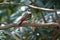 Diamond firetail finch bird