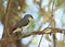 Diamond firetail finch with branch