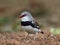 Diamond Firetail (Stagonopleura guttata)