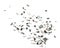 Diamond glass glitter sparkle explosion isolated white background decoration. Many Diamond Glitter spark blink celebrate, Small