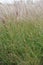 Diamond grass, Calamagrostis brachytricha, plants with plumes
