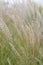 Diamond grass, Calamagrostis brachytricha, plumes