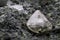 diamond nestled in kimberlite