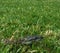 Diamond python slithering through the grass in a backyard of Australia