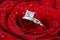 Diamond ring in red rose