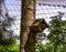 Diamond-shaped wooden birdhouse with a round exit hole with a triangular roof for small birds, on the trunk of a coniferous tree.