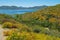 Diamond Valley Lake Hillside with Wildflowers