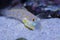 Diamond Watchman Goby sifting sand