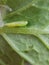 Diamondback moth eating cabbage in Viet Nam.