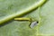 Diamondback moth larvae feeding on brassica