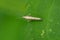 Diamondback Moth - Plutella xylostella