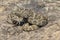 Diamondback rattlesnake poised to strike