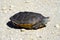 Diamondback Terrapin