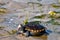 Diamondback Terrapin