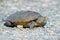 Diamondback Terrapin