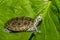 Diamondback Terrapin isolated on a green leaf.