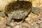 Diamondback Terrapin Malaclemys terrapin