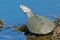 Diamondback Terrapin\'s