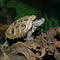 Diamondback terrapin tortoise