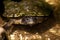 Diamondback terrapins, Malaclemys terrapin, turtle begs for food