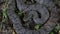 Diamondback Water Snake