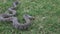 Diamondback Water Snake,