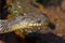 Diamondback watersnake