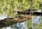 Diamondbacked water snake basking in sun