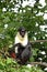 Diana Monkey