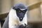 Diana monkey, Cercopithecus diana, scream, crescent-shaped browband, ruff and beard. Wildlife animals. Portrait