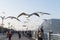 Dianchi lake scenery in winter with black headed gull flying