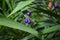 Dianella caerulea