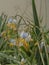 Dianella caerulea, commonly known as blue flax-lily, blueberry lily, or paroo lily