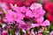 Dianthus