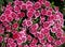 Dianthus