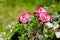 Dianthus