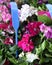 Dianthus