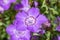 Dianthus amurensis `Siberian Blue`
