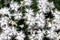 Dianthus arenarius or sand carnation white flowers with green