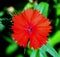 dianthus balbisii red flower