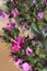 Dianthus barbatus 6373