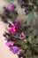 Dianthus barbatus 6689