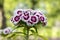 Dianthus barbatus in bloom, dark purple flowers with white edge