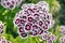 Dianthus barbatus in bloom, dark purple flowers with white edge